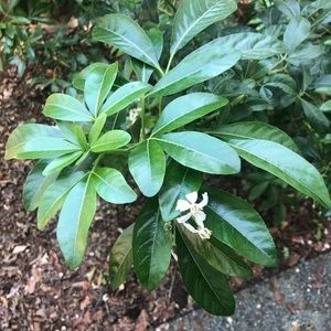 Meet your Posher, Grace